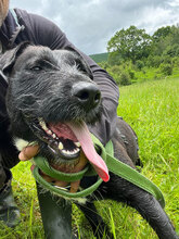 SPEED, Hund, Mischlingshund in Rumänien - Bild 4