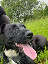SPEED, Hund, Mischlingshund in Rumänien - Bild 5