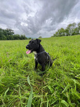 SPEED, Hund, Mischlingshund in Rumänien - Bild 6