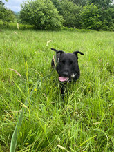 SPEED, Hund, Mischlingshund in Rumänien - Bild 7
