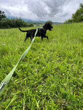 SPEED, Hund, Mischlingshund in Rumänien - Bild 8