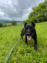SPEED, Hund, Mischlingshund in Rumänien - Bild 9