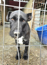 CHIPPO, Hund, Terrier in Rumänien