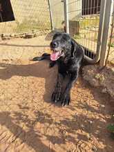 ROCKY, Hund, Labrador-Mix in Spanien - Bild 1