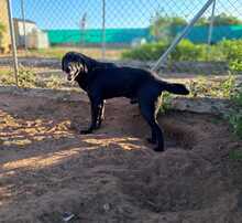 ROCKY, Hund, Labrador-Mix in Spanien - Bild 2