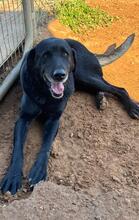 ROCKY, Hund, Labrador-Mix in Spanien - Bild 3
