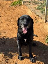ROCKY, Hund, Labrador-Mix in Spanien - Bild 4