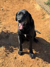 ROCKY, Hund, Labrador-Mix in Spanien - Bild 5