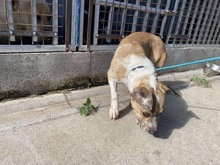 ROZI, Hund, Mischlingshund in Ungarn - Bild 2