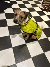 ROZI, Hund, Mischlingshund in Flensburg