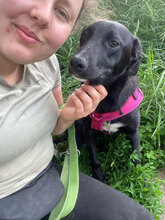 RAJA, Hund, Mischlingshund in Rumänien - Bild 1
