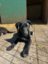 RAJA, Hund, Mischlingshund in Rumänien - Bild 10