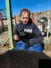 RAJA, Hund, Mischlingshund in Rumänien - Bild 11