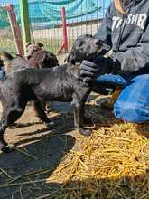 RAJA, Hund, Mischlingshund in Rumänien - Bild 12