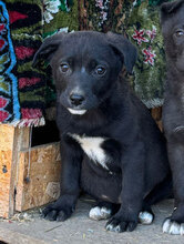 RAJA, Hund, Mischlingshund in Rumänien - Bild 13