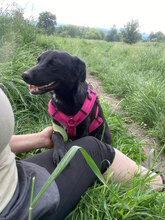 RAJA, Hund, Mischlingshund in Rumänien - Bild 3