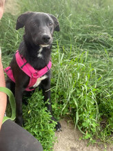 RAJA, Hund, Mischlingshund in Rumänien - Bild 4