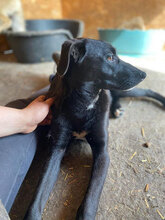 RAJA, Hund, Mischlingshund in Rumänien - Bild 8