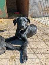 RAJA, Hund, Mischlingshund in Rumänien - Bild 9