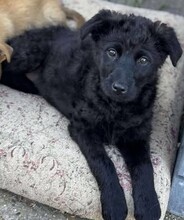 VALLI, Hund, Mischlingshund in Rumänien - Bild 1