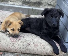 VALLI, Hund, Mischlingshund in Rumänien - Bild 2