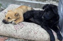 VALLI, Hund, Mischlingshund in Rumänien - Bild 4