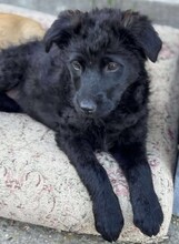 VALLI, Hund, Mischlingshund in Rumänien - Bild 5
