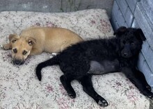 VALLI, Hund, Mischlingshund in Rumänien - Bild 6