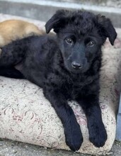 VALLI, Hund, Mischlingshund in Rumänien - Bild 7
