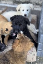 VALLI, Hund, Mischlingshund in Rumänien - Bild 8