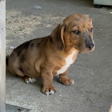 ANTON, Hund, Dackel in Ungarn - Bild 1