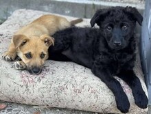 VICKI, Hund, Mischlingshund in Rumänien - Bild 4