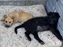 VICKI, Hund, Mischlingshund in Rumänien - Bild 5