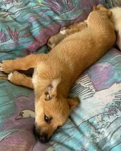 VICKI, Hund, Mischlingshund in Rumänien - Bild 6