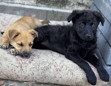 VICKI, Hund, Mischlingshund in Rumänien - Bild 7