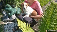 MOLLY, Hund, Mischlingshund in Rheda-Wiedenbrück
