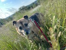 MALINA, Hund, Mischlingshund in Kastellaun