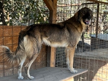 JOKER, Hund, Mischlingshund in Rumänien - Bild 1