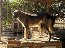 JOKER, Hund, Mischlingshund in Rumänien - Bild 2