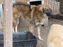 JOKER, Hund, Mischlingshund in Rumänien - Bild 3