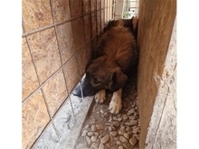 JOKER, Hund, Mischlingshund in Rumänien - Bild 4