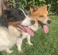 ATHOS, Hund, Mischlingshund in Ungarn - Bild 13