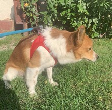 ATHOS, Hund, Mischlingshund in Ungarn - Bild 2