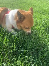 ATHOS, Hund, Mischlingshund in Ungarn - Bild 8