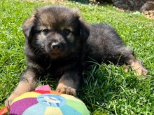 TEDDY, Hund, Mischlingshund in Slowakische Republik - Bild 1