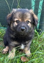 TEDDY, Hund, Mischlingshund in Slowakische Republik - Bild 2