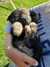 TEDDY, Hund, Mischlingshund in Slowakische Republik - Bild 3