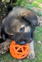 TEDDY, Hund, Mischlingshund in Slowakische Republik - Bild 4