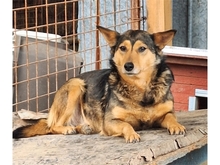 ELA, Hund, Mischlingshund in Rumänien - Bild 1