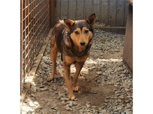 ELA, Hund, Mischlingshund in Rumänien - Bild 3